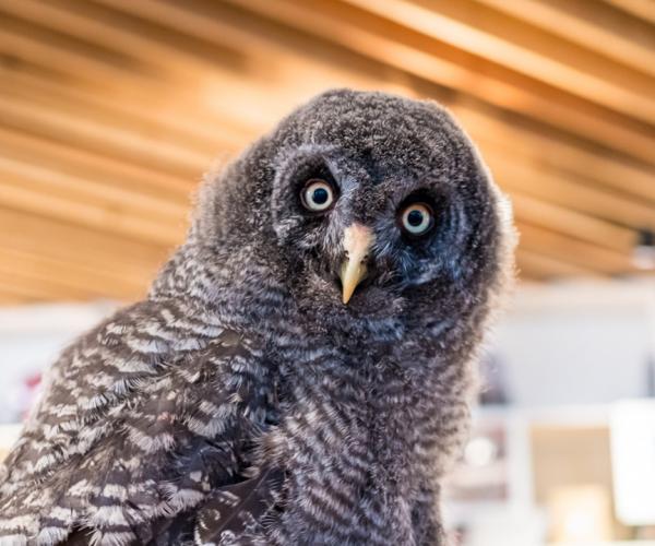 An owl